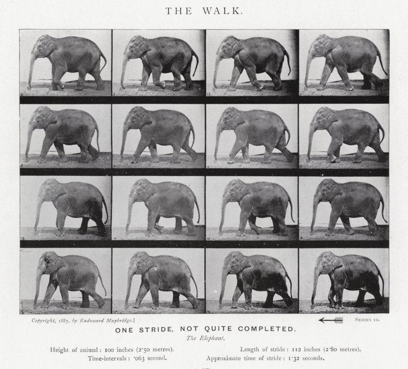 衣着的Muybridge：漫步 作者 爱德沃德·迈布里奇
