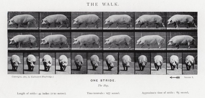 衣着的Muybridge：漫步 作者 爱德沃德·迈布里奇
