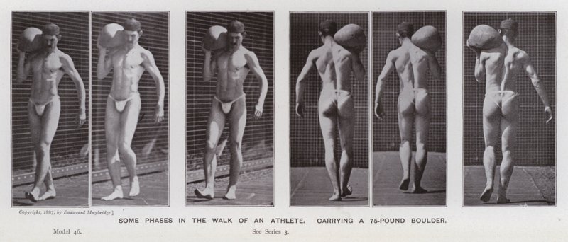 The Human Figure in Motion: Some phases in the walk of an athlete, carrying a 75-pound boulder (b/w photo) 作者 爱德沃德·迈布里奇