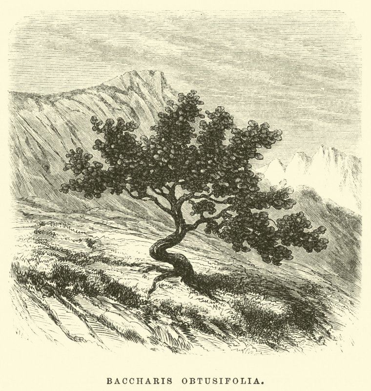 Baccharis obtusifolia 作者 爱德华·里奥（Edouard Riou）