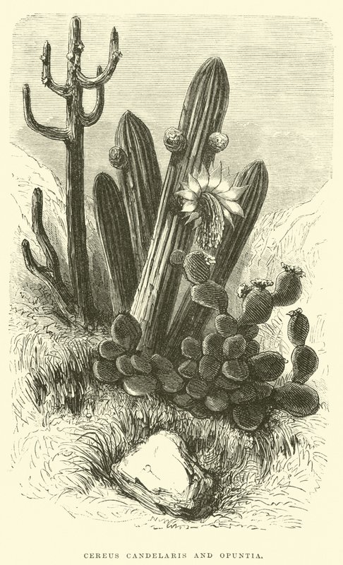 Cereus Cadelaris和仙人掌 作者 爱德华·里奥（Edouard Riou）