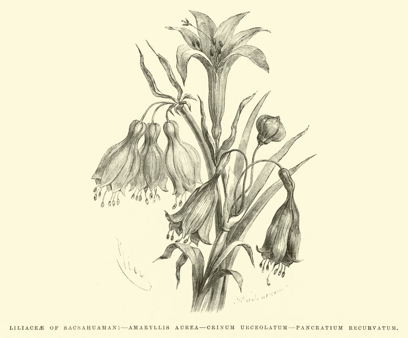 Sacsahuaman，Amaryllis aurea，Crinum urceolatum，Pancratium recurvatum的百合科 作者 爱德华·里奥（Edouard Riou）