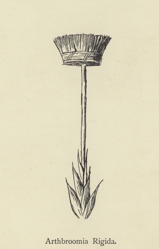 Arthbroomia Rigida 作者 爱德华·李尔