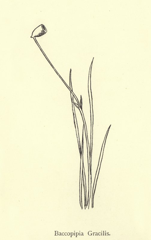 Baccopipia Gracilis 作者 爱德华·李尔