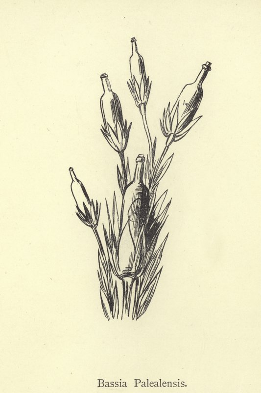 Bassia Palealensis 作者 爱德华·李尔