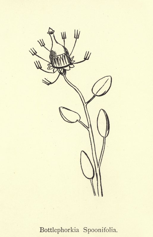 Bottlephorkia Spoonifolia 作者 爱德华·李尔