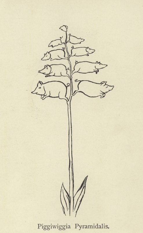 Piggiwiggia Pyramidalis 作者 爱德华·李尔