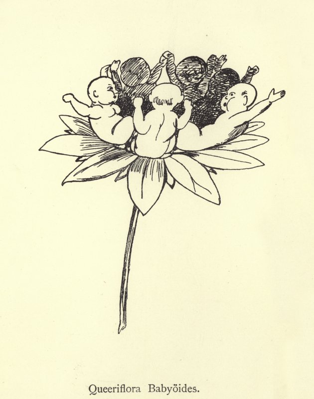 Queeriflora Babyoides 作者 爱德华·李尔