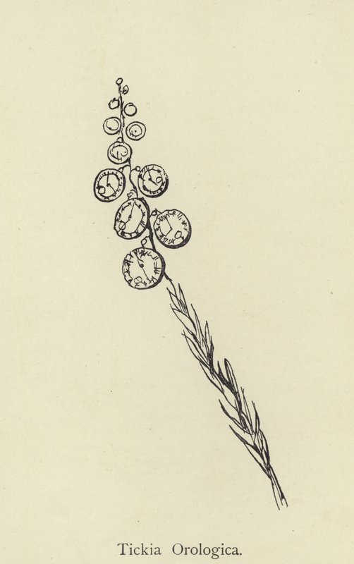 Orological Tickia 作者 爱德华·李尔