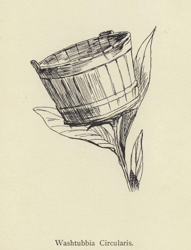 圆形Washtubbia 作者 爱德华·李尔