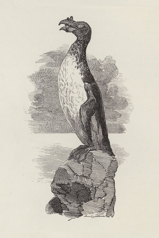 Illustration for The Water-Babies by Charles Kingsley (engraving) 作者 爱德华·林利（之后）萨姆伯恩
