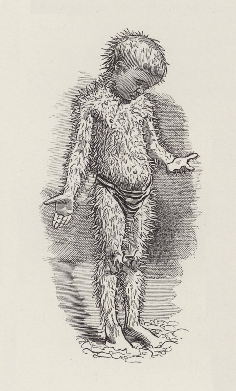 查尔斯·金斯利的《水宝宝》插图（版画） 作者 爱德华·林利（之后）萨姆伯恩