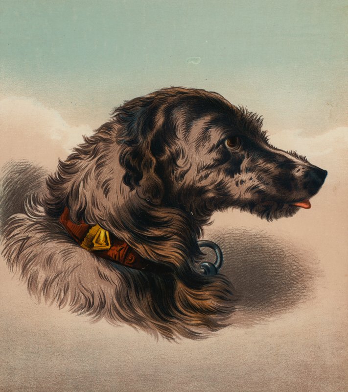 猎鹿犬（？）（彩色石版画） 作者 埃德温（后）兰瑟