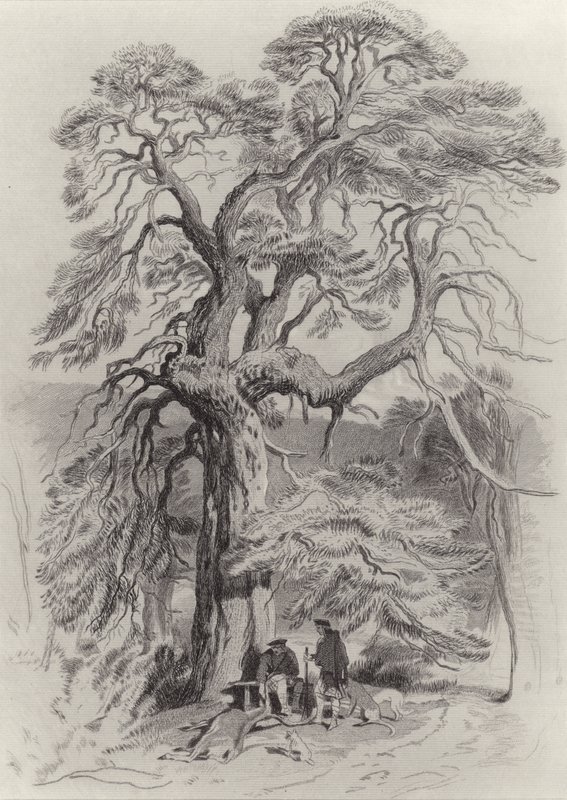 在老杉树下 作者 埃德温·兰瑟