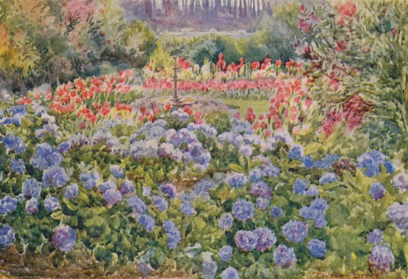 蓝色绣球花和粉色康乃馨，温伯格阿尔芬（彩色石版画） 作者 伊丽莎白·德雷克