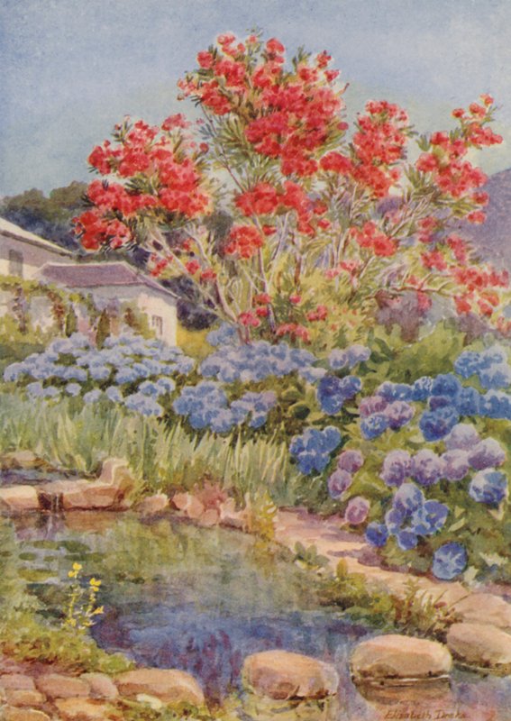 水边的绣球花，开普敦附近的 Bishopscourt（彩色石版画） 作者 伊丽莎白·德雷克