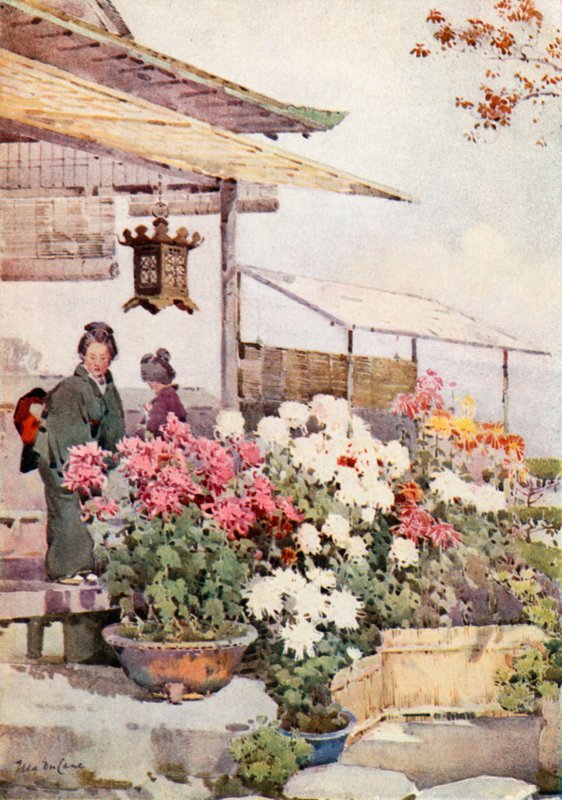 菊花（彩色平版） 作者 艾拉·杜甘蔗