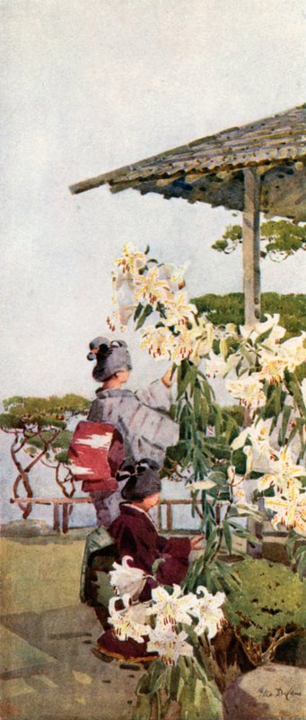 金百合（彩色平版） 作者 艾拉·杜甘蔗