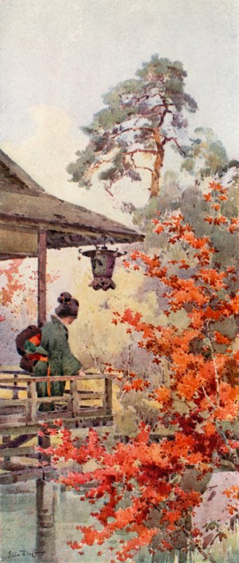 观赏枫树（彩色平版） 作者 艾拉·杜甘蔗