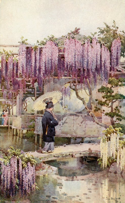 卡巴塔 Wistaria（彩色印刷版） 作者 艾拉·杜甘蔗