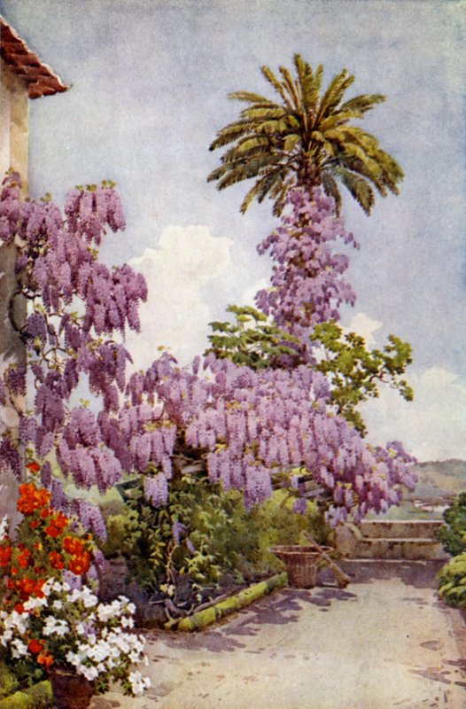 紫藤，Quinta Da Levada（彩色光刻） 作者 艾拉·杜甘蔗