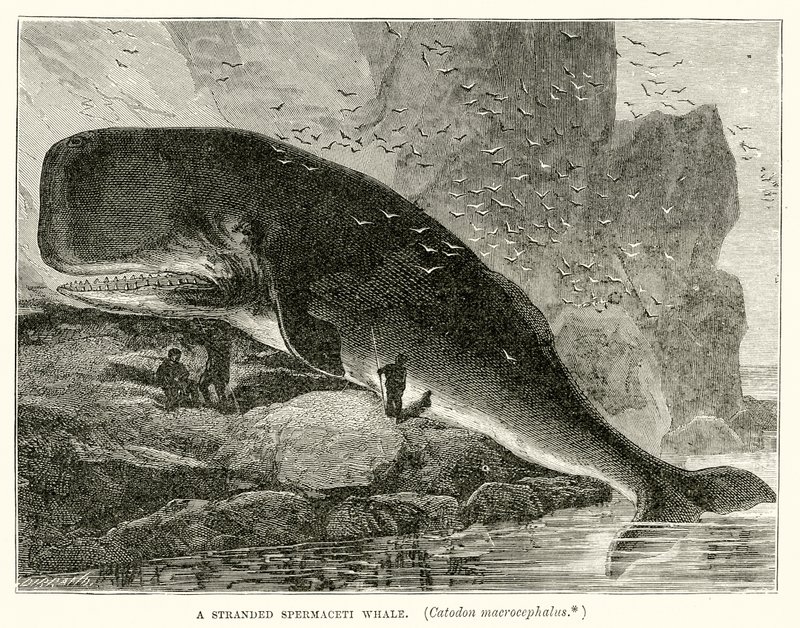 搁浅的Spermaceti鲸（Catodon Macrocephalus） 作者 英语学校