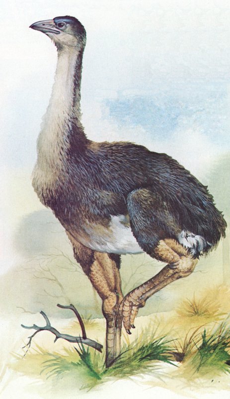 新西兰的Moa，Dinornis Maximus于1850年左右灭绝 作者 英语学校