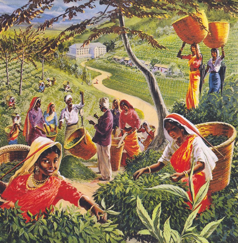 20世纪60年代锡兰的茶园。 作者 英语学校