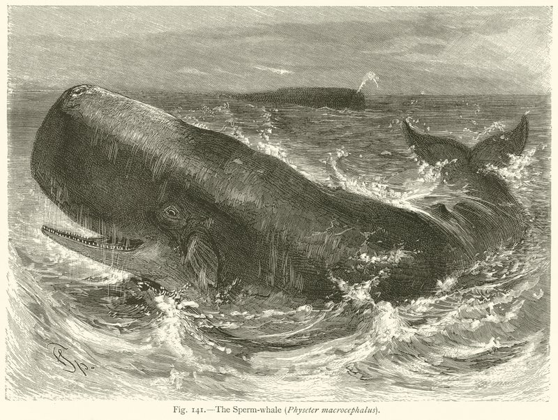 精子鲸（Physeter Macrocephalus） 作者 英语学校