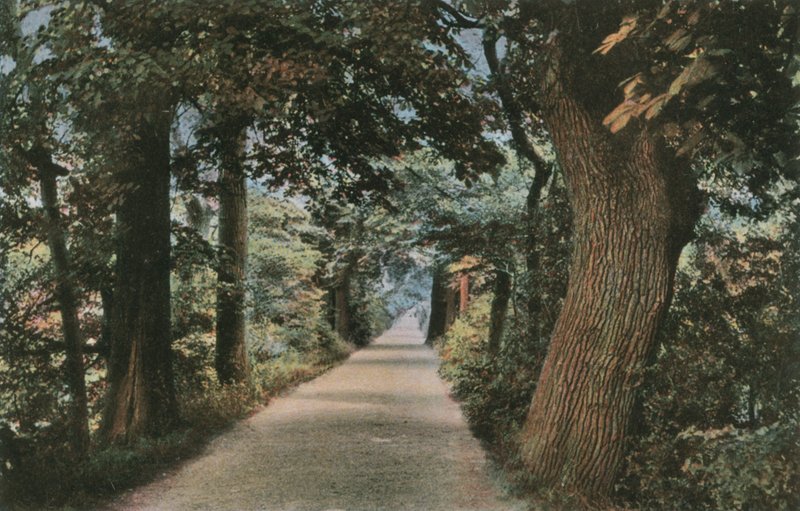 Addisons Walk 作者 英国摄影师
