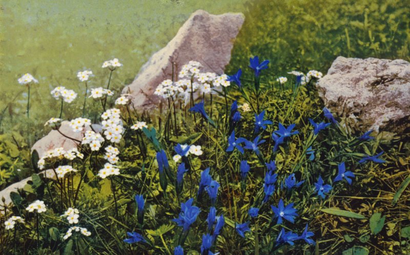 高山花卉：Androsace Chamaejasme 和 Gentiana Pumila（彩色照片） 作者 英国摄影师