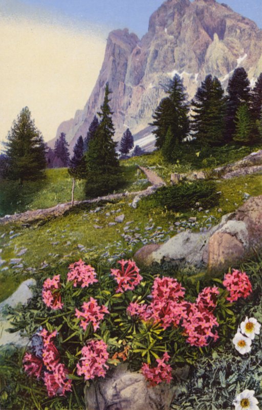高山花卉：Daphne Striata 与 Dryas Octopetala（右侧）（彩色照片） 作者 英国摄影师
