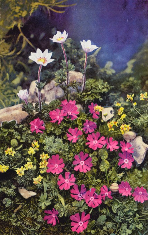 高山花卉：Draba Aizoides 与 Primula Minima（中）和 Anemone Baldensis（后）（彩色照片） 作者 英国摄影师