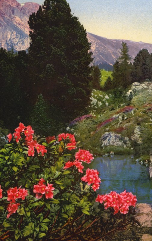 高山花卉杜鹃花（彩色照片） 作者 英国摄影师
