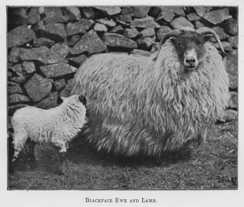 Blackface Ewe and Lamb (b/w photo) 作者 英国摄影师