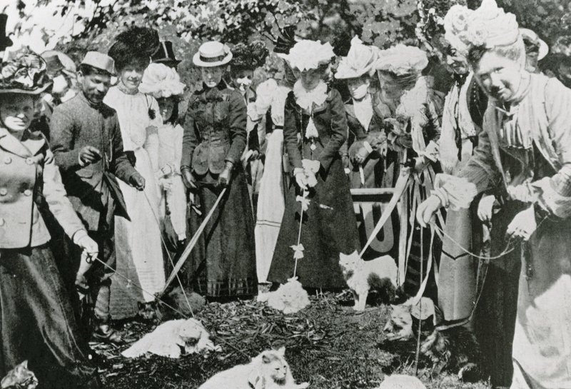 1900年在威斯敏斯特皇家植物园举办的猫展 作者 英国摄影师