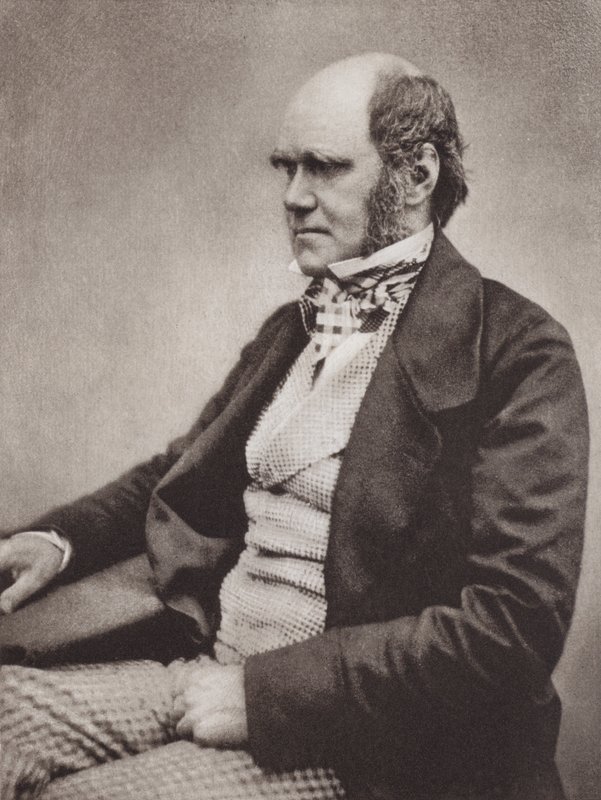 查尔斯-达尔文，肖像，约 1854 年，取自 Maull  Fox 拍摄的照片（黑白照片） 作者 英国摄影师