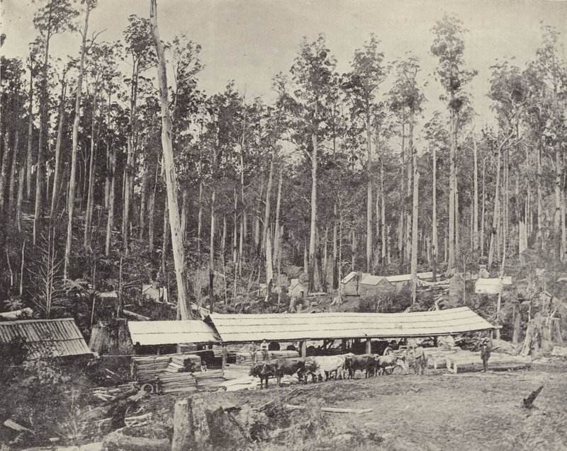 Childers Sawmill，Gippsland 作者 英国摄影师