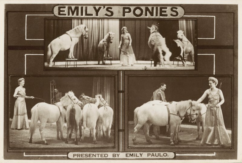 Emily Paulo 和她训练有素的表演小马（黑白照片） 作者 英国摄影师