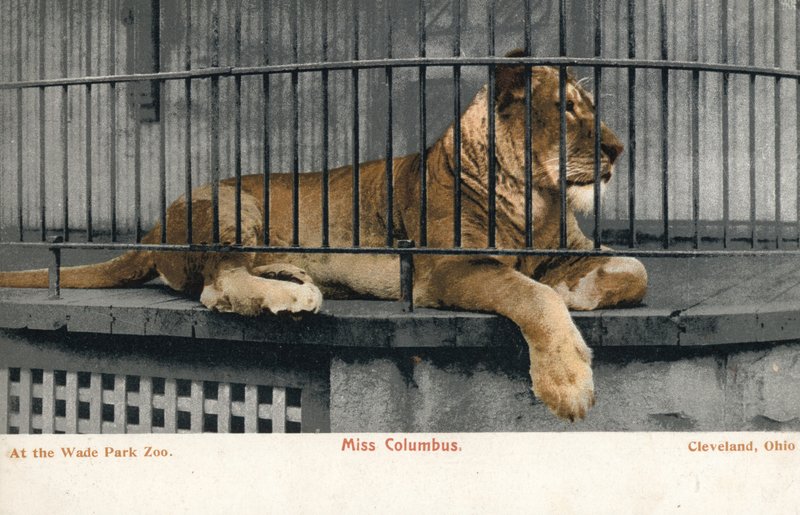 Female lion, Miss Columbus, Wade Park Zoo, Cleveland, Ohio (photo) 作者 英国摄影师