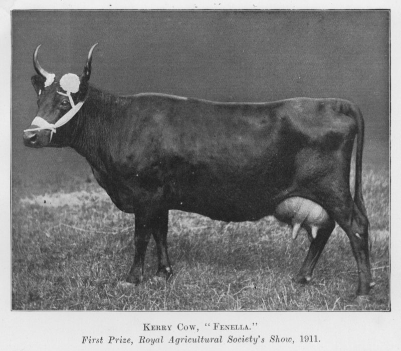 Kerry Cow, Fenella, First Prize, Royal Agricultural Society