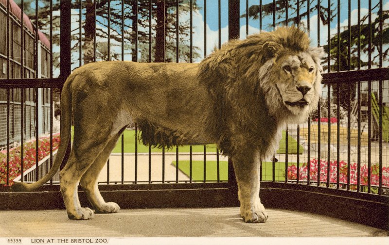 Lion at Bristol Zoo (photo) 作者 英国摄影师