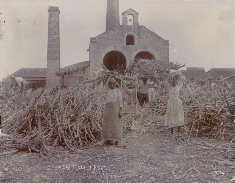 纽卡斯尔种植园，1880年 作者 英国摄影师
