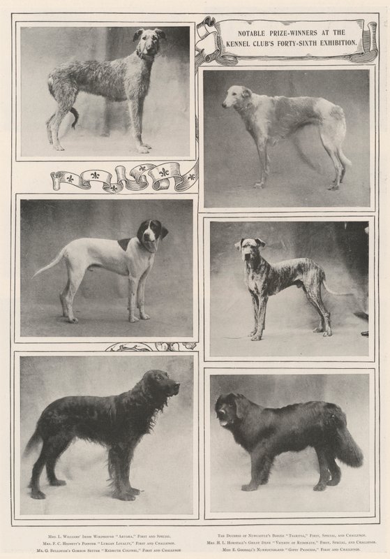 Kennel Clubs第四十六届展览会的着名获奖者 作者 英国摄影师