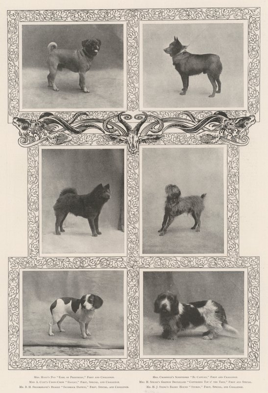 Kennel Clubs第四十六届展览会的着名获奖者 作者 英国摄影师