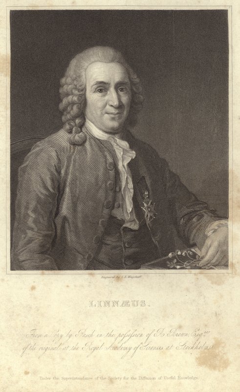 Carl Linnaeus的肖像 作者 英国摄影师