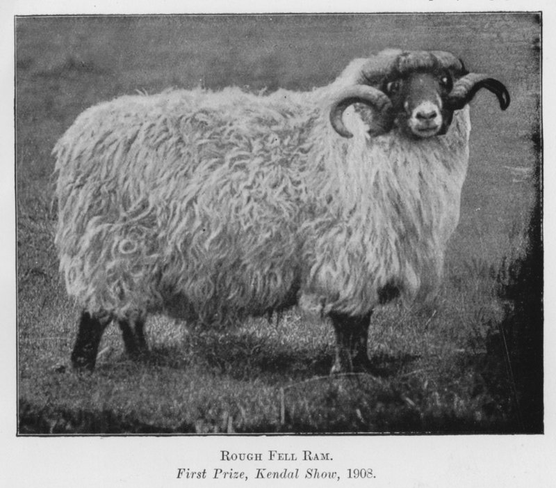 Rough Fell Ram，一等奖，Kendal Show 作者 英国摄影师