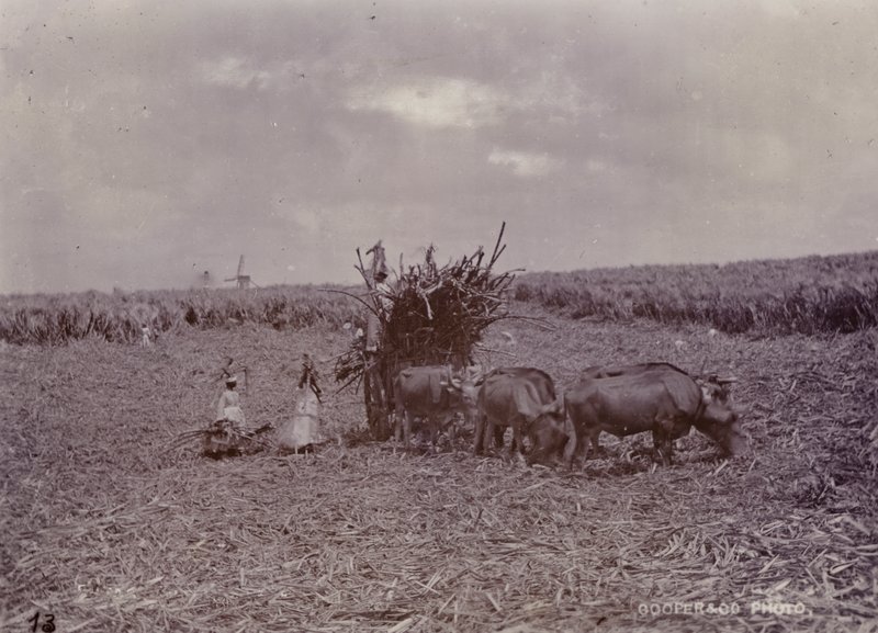 糖种植园，巴巴多斯，1880年 作者 英国摄影师