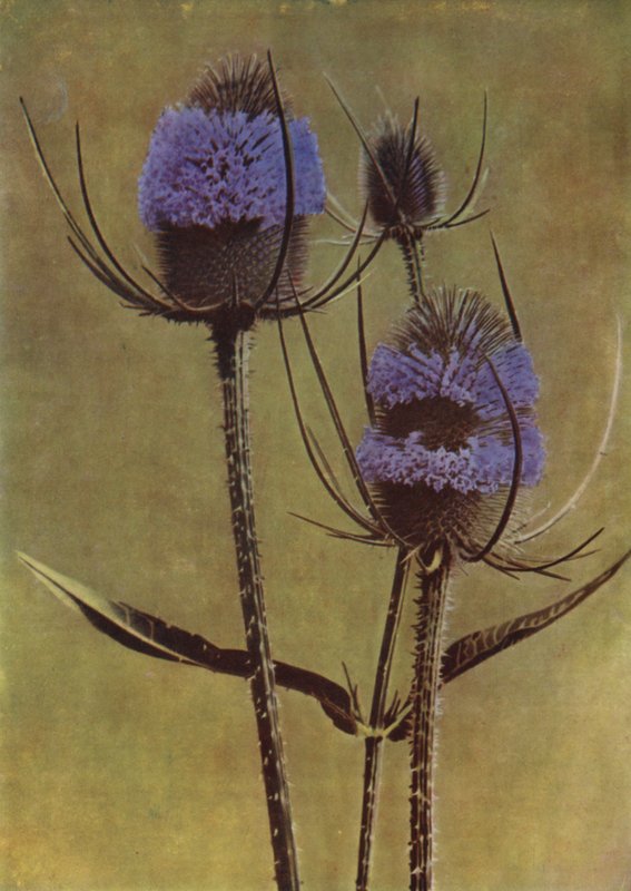 Teasel （照片） 作者 英国摄影师