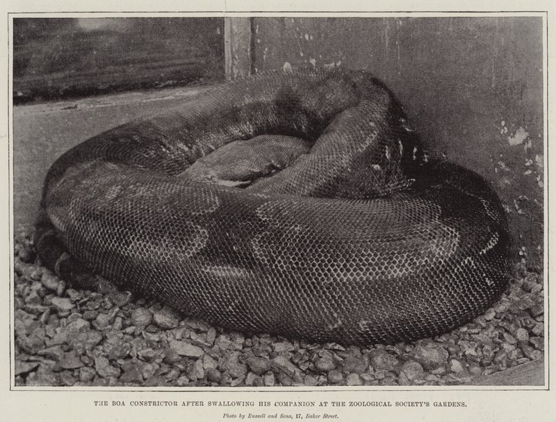 Boa Constrictor在Zoological Societys Gardens吞下他的同伴后 作者 英国摄影师